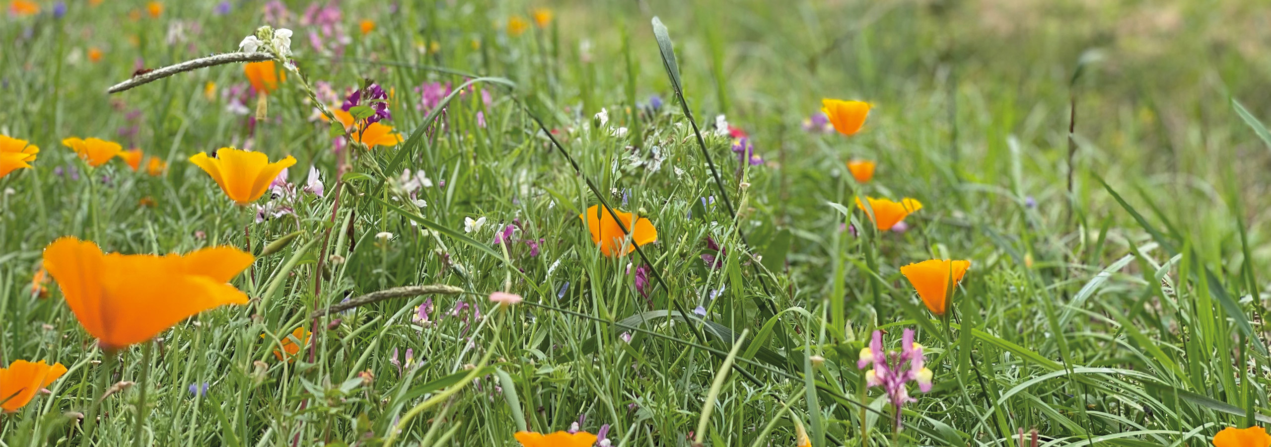 Blühwiese Header